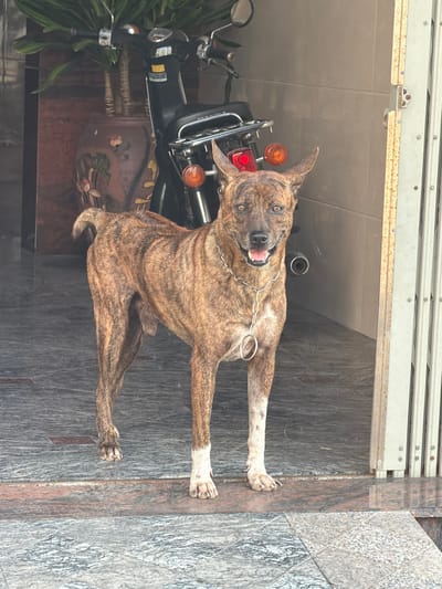 A brindle-colored dog stands facing forward, with its mouth open and tongue visible. It wears a silver chain collar with a large ring. The dog is positioned in an open doorway with a checkered tile floor. Behind the dog, a black motorcycle is parked. To the left of the motorcycle, a large potted plant with green leaves is visible. The doorway opens to a tiled walkway and a partially visible metallic gate or partition. The overall scene appears to be an outdoor or semi-outdoor area, possibly a storefront or residence entrance, within the city of South Quy Nhon Ward, Vietnam, given the context.