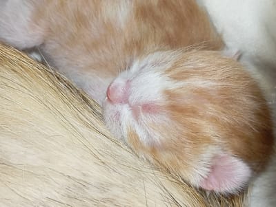 A close-up, eye-level shot captures a very young kitten, likely a few days old, sleeping soundly on a beige-colored surface, possibly a blanket or bedding. The kitten's fur is a mix of creamy white and orange tabby stripes. Its tiny pink nose is prominent, and its eyes are closed, indicating deep sleep. The kitten's head is nestled against a larger, lighter-colored furry surface, which could be its mother or another sibling. The lighting is soft, highlighting the delicate features of the kitten. The image is tightly cropped, focusing solely on the kitten and its immediate surroundings. There is no visible indication of its location within the city of Smila, Ukraine; the scene is entirely domestic.