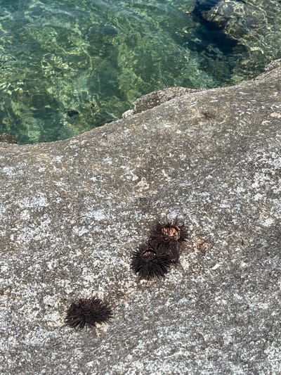 The image shows a rocky surface next to clear, shallow water. Several dark-colored sea urchins are visible on the rock. The water appears to be calm and reflects sunlight, creating a greenish-blue hue. The rock surface is rough and textured, with a mix of light and dark gray tones. One cluster of three sea urchins is located near the center of the rock, while another single sea urchin is positioned in the lower left portion of the frame. The environment suggests a natural coastal setting, likely in Νέα Ηρακλείτσα, Greece, given the typical marine life and geological features found in such locations.