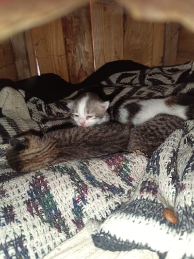 This image shows three kittens nestled together on a patterned blanket inside a wooden structure. The kittens are very young, with closed eyes or partially opened eyes. Two kittens are tabby patterned, and one is white with gray patches. The wooden structure appears to be simple, possibly a shelter or a crate. The blanket has a knitted texture with a colorful, speckled pattern. The scene is dimly lit. The provided location, Verkhnie Chershily, Russia, does not offer additional contextual information relevant to the visual details of the image.