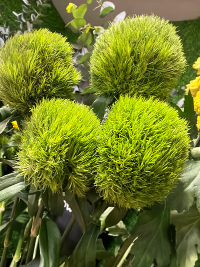 Four bright green, spiky, spherical flowers are the main focus of the image. They appear to be artificial, given their uniform texture and color. They are arranged in a cluster, with one flower slightly lower than the others, partially obscured by dark green foliage. The background is a blur of greens and hints of yellow, suggesting a floral arrangement. There is no indication of the city of Oskemen, Kazakhstan, or any specific location. The image is a close-up shot of the flowers.