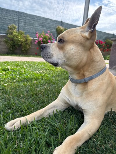 A tan-colored dog with a gray collar lies on a patch of green grass. The dog is positioned horizontally in the frame, with its head tilted downwards. The dog's front legs are extended forward, resting on the grass. In the background, a gray fence is visible, adorned with pink and red flowers. A paved path runs alongside the grass. The sky is visible in the upper left corner, showing a mix of clouds and blue sky. This scene is located in Aprilia, Italy.