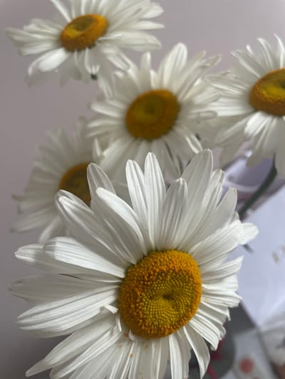 The image shows a close-up view of several white daisies with yellow centers. The daisies are arranged in a bouquet. One daisy is in the foreground, filling the bottom right of the frame, with its white petals unfurling. Behind it, to the left and slightly higher, is another daisy, with its petals also visible. Further back and to the top left, two more daisies are partially visible. The background is a soft, neutral color, possibly a wall. There is no indication of the city of Brovary, Ukraine, or any specific environmental context beyond the flowers themselves. The lighting is soft, and the focus is on the details of the petals and the textured centers of the flowers.