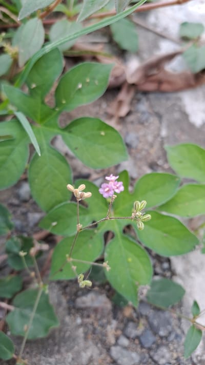 This is a close-up, eye-level, outdoor photograph of a small flowering plant with delicate pink blossoms and several buds. The plant has broad, green leaves, some of which are heart-shaped or lobed. The background consists of a rough, greyish-brown surface that appears to be pavement or gravel, with some fallen brown leaves scattered on it. The lighting suggests it is daytime, with natural light illuminating the scene. The focus is on the plant, with the background blurred, creating a shallow depth of field. There are no people or animals visible. The scene is natural and somewhat unkempt, with the plant growing among cracks or debris. The overall impression is one of small-scale natural beauty in an urban or semi-urban environment. The specific location is Julicotmeurak, Indonesia.