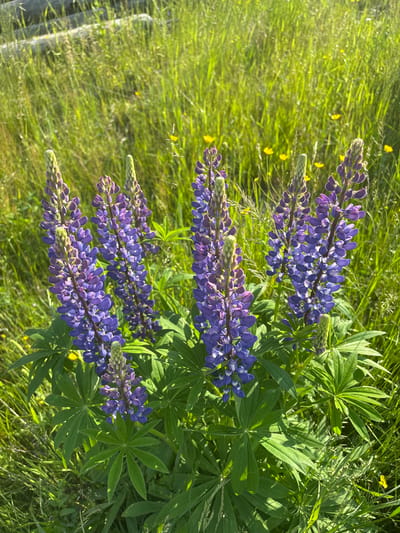 The image shows a close-up view of several purple lupine flowers in bloom. The flowers are tall and spiky, with individual florets clustered together. They are surrounded by lush green grass and smaller yellow wildflowers. In the background, out of focus, are some weathered wooden logs. The scene appears to be a natural outdoor environment, possibly a field or meadow. There are no people or animals visible in the image. The lighting suggests it is daytime with bright sunlight.