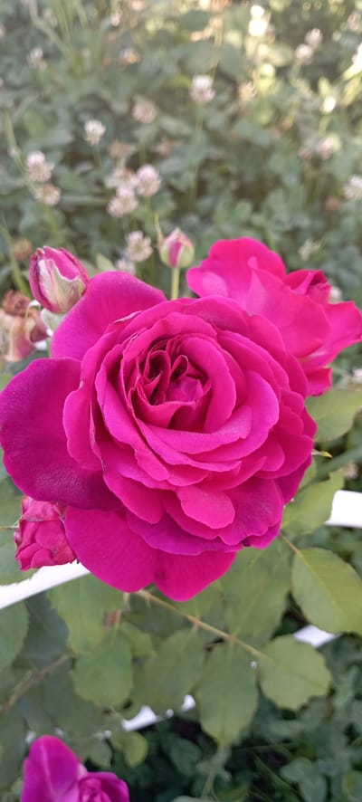 This media file showcases a close-up view of a vibrant fuchsia rose in bloom. The rose is the central subject, with its petals unfurling in a spiral pattern, revealing intricate details and a soft texture. Several smaller rosebuds are also visible, some tightly closed and others partially open, suggesting a garden setting where the flowers are in various stages of development. The background is softly blurred, featuring green foliage and hints of smaller white flowers, creating a natural and serene outdoor environment. The lighting suggests it might be daytime, possibly morning or late afternoon, with a gentle illumination that highlights the rose's rich color. There are no people, text, or specific landmarks to indicate a precise location beyond the general context of a garden in Radisne, Ukraine. The overall impression is one of natural beauty and tranquility.