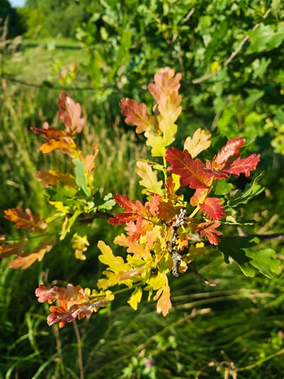 In Parkhomivka, Ukraine, an oak branch with leaves in various stages of autumn color, ranging from green to yellow and red, is captured in a close-up shot. The branch extends diagonally from the left side of the frame towards the upper right. The background is a blur of green grass and foliage, suggesting an outdoor, natural setting. The lighting indicates it is daytime, with the sun illuminating the leaves and casting shadows. No people or animals are visible in the image.