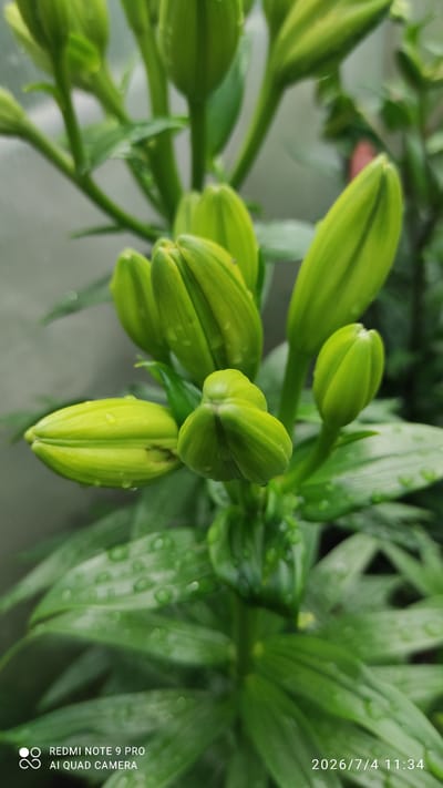 A cluster of vibrant green lily buds is the central focus of this close-up, vertically oriented, full-frame photograph. The buds, some tightly closed and others slightly open, are adorned with numerous water droplets, suggesting recent rain or watering. The surrounding foliage is a deep green, also bearing water droplets. The background is a softly blurred gray, likely a wall or structure, creating a shallow depth of field that emphasizes the lily buds. The lighting appears natural and diffused. A timestamp and device information are visible in the bottom right and left corners, respectively, indicating the photo was taken on July 4, 2026, at 11:34 AM, by a Redmi Note 9 Pro with AI Quad Camera. The scene does not depict any people or identifiable landmarks of Ülgase, Estonia.
