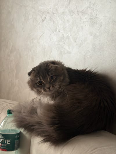 A Scottish Fold cat with grey fur and large amber eyes is curled up on a light-colored surface, possibly a couch or bed, next to a plastic bottle of "VODETZ Water" with a green cap. The cat is looking towards the camera with a slightly timid expression. The background is a textured, light-colored wall. The scene appears to be indoors in a domestic setting. There is no information in the image to suggest a location in Vovchynets, Ukraine.