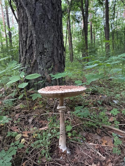 A large mushroom with a brown-and-white speckled cap and stem stands on the forest floor in Irpin, Ukraine. The mushroom is the central subject, positioned to the right of a thick, textured tree trunk. The forest floor is covered in a mix of dry leaves, twigs, and green foliage, creating a natural, woodland environment. In the background, out-of-focus trees create a sense of depth, with sunlight filtering through the leaves, suggesting it could be daytime. The image is oriented vertically, with the mushroom and tree trunk running along the side. There is no visible text or indication of any specific activity beyond the presence of the mushroom in its natural habitat.