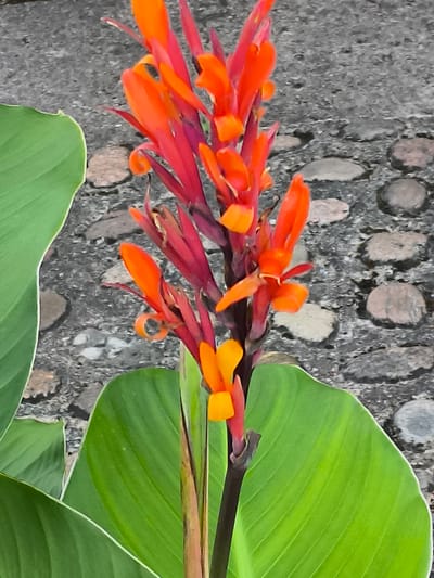 The image captures a close-up of a vibrant Canna Lily flower with bright orange and red petals, set against a textured, grey stone background. Several large, lush green leaves of the plant frame the bottom and left side of the flower. The stone surface appears to be part of a pathway or wall, composed of irregular grey stones of varying sizes, some lighter and some darker, creating a mosaic-like pattern. The lighting suggests it is daytime, with no strong shadows indicating a specific time of day. The focus is sharp on the flower and leaves, with the background slightly blurred. There are no people or text visible in the image. The overall impression is one of natural beauty and botanical detail. The location context provided is Mosėdis, Lithuania, which suggests a possible outdoor setting in a garden or park.