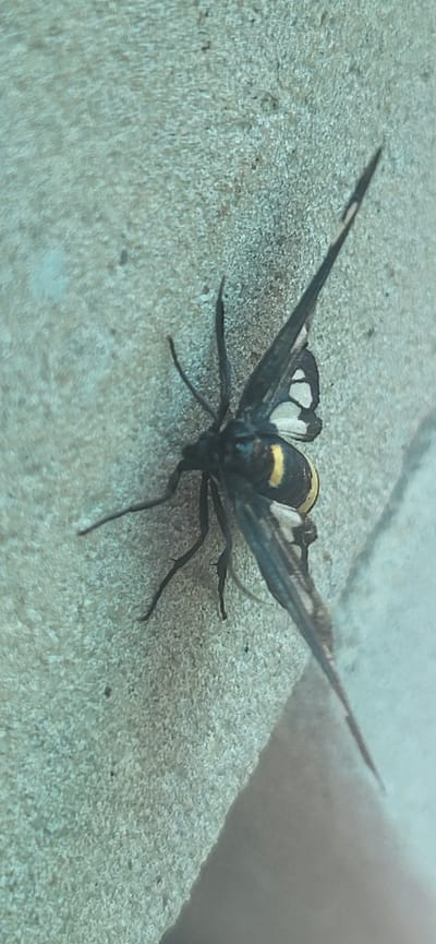 An overhead shot shows a moth with black and yellow wings resting on a light gray, textured surface. The moth's body is black with a prominent yellow band across its abdomen. Its wings are spread, revealing intricate black and white patterns. The surface it rests on appears to be concrete or a similar building material, with visible grain and small imperfections. The lighting suggests it is daytime. The scene is located in Tetianivka, Ukraine.