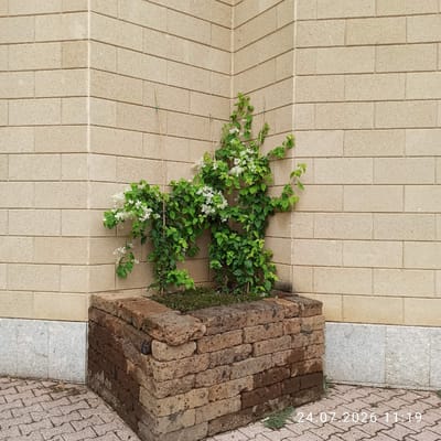 The image depicts an outdoor scene in the city of Modugno, Italy, featuring a corner planter box made of aged, reddish-brown bricks. The planter holds a dense green plant with small white flowers, supported by thin bamboo stakes. The planter is situated against a light beige, horizontally-oriented brick wall, which forms the exterior of a building. Below the brick wall, a section of grey, speckled stone is visible, followed by a paved walkway composed of interlocking grey bricks. The timestamp "24.07.2026 11:19" is superimposed on the bottom right of the image. There are no people present in the scene.