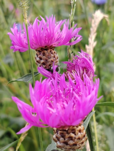 The image is a close-up shot of several vibrant pink cornflowers in a natural outdoor setting. The flowers are the main subjects, with their delicate, spiky petals and textured brown centers clearly visible. The foreground is dominated by a large cornflower in focus, with another slightly blurred cornflower behind it, and a third flower head, partially obscured and blurred, to the right.

The setting appears to be a field or meadow, indicated by the soft green foliage and dried grasses in the background. There are no people or animals visible in the image. The lighting suggests it is daytime, possibly late afternoon or early morning, given the soft, diffused light. The weather appears to be calm, as there are no signs of wind disturbing the flowers.

The overall mood of the image is peaceful and serene, highlighting the natural beauty of the wildflowers. The bright pink of the cornflowers contrasts with the muted greens and browns of the background, making the flowers stand out. There is no visible text in the image. The location context of Balashikha, Russia, suggests this is likely a scene from the Russian countryside during the flowering season of cornflowers.