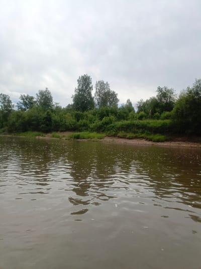 A natural, serene landscape photo captures the view from a body of water looking towards a tree-lined shore under an overcast sky. The water in the foreground is a murky brown, with subtle ripples and reflections of the sky and trees. The shore features a strip of small pebbles and sand, transitioning into a dense, lush green forest. Various trees, including deciduous and possibly some evergreens, create a thick canopy. The sky is a uniform, light gray, indicating a cloudy day, with no discernable patterns or breaks in the clouds. The overall impression is one of peaceful, undeveloped nature. This scene is likely located in the vicinity of Yakhino, Russia, a region known for its natural beauty and waterways.