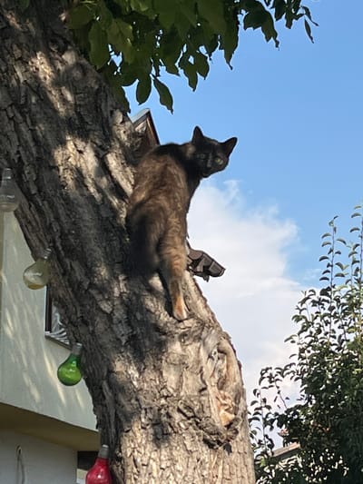 A tortoiseshell cat is perched on a large tree trunk, facing left and looking back at the camera. The cat's body is angled away from the viewer, with its hindquarters closer to the trunk. Its fur is a mix of black, brown, and orange. The cat is positioned on a section of the trunk that appears to have some texture and possibly a knot or outgrowth.

Behind the cat, the sky is blue with some scattered white clouds. To the left of the tree, a light-colored building with a window is visible. Hanging from the tree are several decorative glass bulbs, one green and one red. A thin branch with green leaves extends from the top left of the frame, and on the right side, there are more trees with dense green foliage. The overall scene suggests an outdoor setting in a residential area. The presence of the building and the decorative elements on the tree imply it is likely a backyard or garden. The specific location of Kostinbrod, Bulgaria, is not evident from the image itself but has been provided as context.