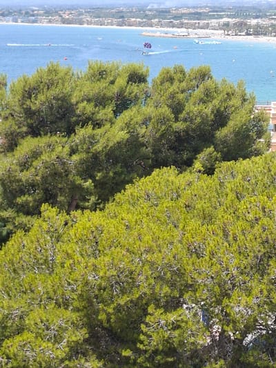 The image shows a view from a height, overlooking a body of water and a coastline. In the foreground, there are dense green trees. In the background, there is a blue sea with several boats and water sports activities. A parasailer is visible in the air, being towed by a boat. The coastline features buildings, a beach with people and inflatable water structures. The scene appears to be a sunny day in a coastal resort town. This scene is consistent with the coastal area of Salou, Spain, known for its beaches and tourist activities.