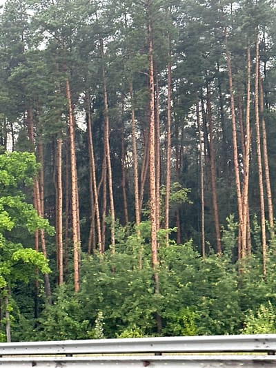 A dense forest of tall, slender pine trees dominates the scene. The trees have thin, reddish-brown trunks and are densely packed together, creating a wall of vertical lines. The canopy is thick, with green pine needles obscuring much of the sky. In the foreground, lush green foliage, likely undergrowth or younger trees, forms a softer, more varied texture. A silver-colored metal guardrail is visible at the bottom of the frame, suggesting the image was taken from a road or pathway adjacent to the forest. The lighting is muted, possibly indicating an overcast day or early morning/late evening. The overall impression is one of a wild, natural environment, possibly on the outskirts of a settlement given the presence of the guardrail. The specific location of Надежда-пк Снт, Russia is mentioned as the context for this scene, implying a rural or semi-rural setting characterized by pine forests.