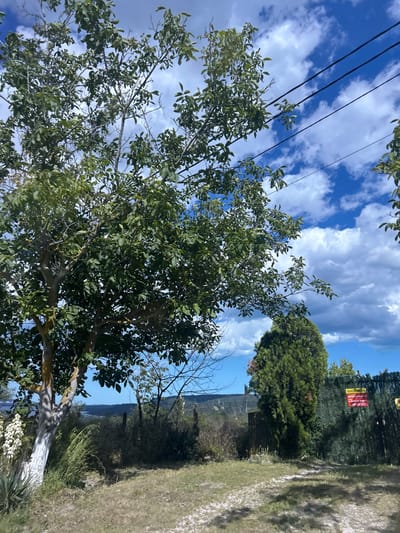 In Konstantinovo, Bulgaria, a scenic view unfolds with a large tree prominently featured in the foreground on the left. The tree's trunk is partially painted white, and its branches are laden with lush green leaves. Above the tree, telephone wires stretch across a bright blue sky dotted with fluffy white clouds. To the right, a dense green evergreen tree stands next to a dark green fence, on which a red and yellow sign is attached. The sign contains text in Cyrillic script, possibly indicating property information or contact details. In the background, a hazy landscape of rolling hills and distant structures can be seen. The ground in the foreground is covered with dry grass and a gravel path, with dappled sunlight creating shadows. To the left of the large tree, a spiky plant with white blossoms adds a touch of detail to the scene. The overall impression is one of a rural setting on a bright, partly cloudy day.
