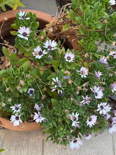 The image shows a potted plant with white and purple daisy-like flowers, with green succulent-like leaves, situated in a terracotta pot. The pot is placed on a concrete surface, likely a patio or sidewalk. Some of the flowers are fully bloomed, while others are wilted or in bud. The environment appears to be outdoors, with hints of other plants and dried foliage. The scene is devoid of any people or animals. The location is identified as Gedera, Israel.