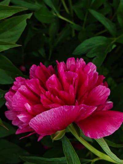 A close-up photograph shows a vibrant, pink peony in full bloom. The flower's petals display intricate patterns and textures, with subtle variations in color and some white streaks. Green leaves, both surrounding and supporting the flower, create a backdrop of varying depths of shade. The overall scene is natural and botanical in nature, and the flower is the main subject. Parkhomivka, Ukraine is not discernible from the visual information.