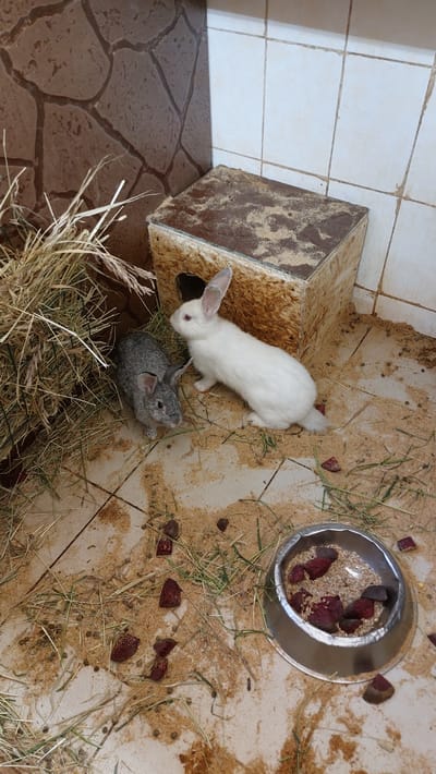 The image shows two young rabbits, one white and one gray, in an enclosure with a wooden house. The enclosure has a tiled floor and is filled with hay and wood shavings. There is a metal food bowl containing grain and pieces of what appears to be beetroot. The enclosure appears to be located outdoors or in an open-air facility. The background includes a textured wall with a stone pattern and plain white tiles. There are no people visible in the image. The image is dated 2023-08-29, and the location is Yelizovo, Russia.