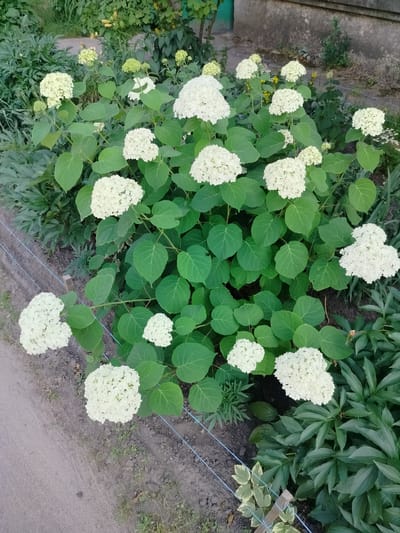 This media file shows a garden bed with blooming white hydrangeas. The hydrangeas are the main subject, with their large, round flower heads filling the center of the frame. They are surrounded by lush green leaves. The garden bed appears to be situated outdoors, with some other foliage visible in the background, including what might be a building wall and some grass or other plants. A dirt path or area is visible on the left side of the frame, and a blue string or wire is strung horizontally across the lower portion of the image. The scene is outdoors, and the lighting suggests it is daytime, likely overcast or early morning/late afternoon given the soft shadows. There is no text visible in the image. The location is identified as Shostka, Ukraine. The overall impression is one of a well-maintained garden in bloom.