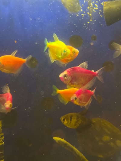 This image shows a school of brightly colored fish, likely GloFish Tetras, swimming in an aquarium. The fish are a variety of neon colors including orange, yellow, and pink. Some of the fish are partially obscured by dark shadows and debris in the water. The aquarium appears to have a blue background and some green plant-like structures are visible in the foreground. There is no visible information in the image that indicates the location in the city of Voronezh, Russia.