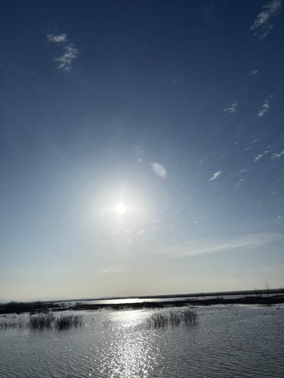 The image depicts a vast, sunlit wetland or lake environment in Khomuty, Russia. The upper two-thirds of the frame are dominated by a clear, bright blue sky with scattered, wispy white clouds. A brilliant, starburst sun is prominently positioned in the upper left quadrant, casting intense light and creating a lens flare artifact to its right. The lower third of the image shows a body of water, its surface shimmering with sparkling reflections from the sun, particularly in the foreground and mid-ground. Clusters of dark, thin, bare vegetation emerge from the water in various locations. In the distance, a hazy, darker line of land or dense vegetation marks the horizon, with faint indications of distant landmasses or hills on the far left. No people, animals, or discernible actions or interactions are present within the scene.
