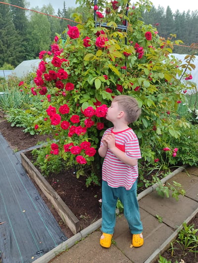A young boy, approximately four years old, stands in a garden in Sovetsko-Nikol'skoe, Russia, smelling a large bush of vibrant red roses. He is wearing a red and white striped t-shirt with a red pocket, teal pants, and yellow Croc-style shoes. His hands are clasped together near his chest. The rose bush is in full bloom, with numerous red flowers and green leaves, supported by a dark metal trellis. The garden appears to be part of a rural setting, with raised garden beds visible in the background, containing green plants like garlic and other vegetables. A greenhouse structure is also visible in the distance, along with a treeline of coniferous and deciduous trees. The ground is a mix of dark soil and stone or concrete pathways. The overall impression is one of a summer day in a dacha or private garden.
