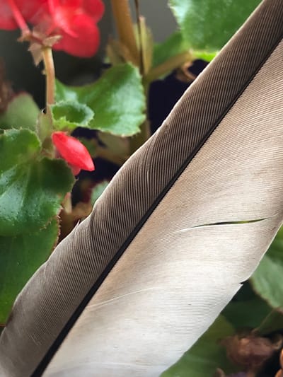 A close-up, macro photograph showcases a feather resting against a blurred background of green leaves and a red flower. The feather, predominantly light tan with darker gray striations along its shaft, occupies the right half of the frame. The striations, formed by individual barbs, create a detailed, textured pattern. A dark line, likely the quill, runs diagonally along the left edge of the feather, separating the darker gray section from the lighter tan portion. The background consists of out-of-focus green foliage, with hints of a bright red flower and its stem visible in the upper left quadrant. The lighting suggests natural daylight, illuminating the feather and creating subtle shadows. The overall scene is still and natural, with no human presence or activity. The location of this scene in the city of Пионерский, Russia, is not discernible from the visual information provided in the image.