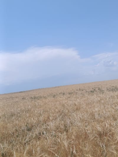 The image depicts a vast, golden field of dry wheat or barley, stretching across a gently sloping hillside. The crops are ripe and appear ready for harvest, with individual stalks catching the light. In the background, a vast expanse of pale blue sky dominates the upper portion of the frame, punctuated by scattered, wispy white clouds. The horizon line is low, emphasizing the immensity of the sky and the field.
The scene suggests a rural, agricultural setting, likely in the countryside. The bright, clear sky and the golden hue of the wheat indicate a sunny day, possibly late summer or early autumn, when crops are typically mature. There are no visible people or man-made objects within the frame, giving the image a sense of natural beauty and tranquility. The overall mood is peaceful and serene, evoking a feeling of open space and the bounty of nature.
The location context provided is Jany Pahta, Kyrgyzstan. This information, combined with the visual evidence of a large, dry grain field under a wide sky, points to a typical agricultural landscape in this region. There is no visible text within the image.