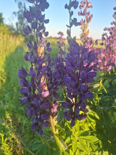 This is a close-up, eye-level, outdoor photograph of purple lupine flowers in a field under a clear blue sky. The flowers are in sharp focus in the foreground, with their spiky clusters of petals and stems. The background is softly blurred, showing more lupine flowers, green grass, and a distant tree line. The lighting suggests it is either early morning or late afternoon, with the sun casting a warm glow on the scene, highlighting the green foliage and the purple petals with pinkish tones in some areas. The environment appears natural and uncultivated, likely in a rural or park setting within Доктаравіцкі сельскі Савет, Belarus. There are no people or animals visible in the image.
