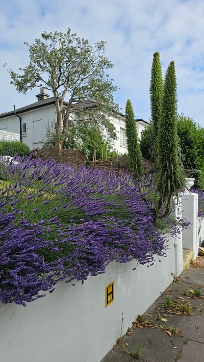 The image depicts a vibrant garden border featuring a dense planting of lavender in full bloom. Behind the lavender, a traditional woven fence is visible, separating it from a tree and a white building. The tree, with its branches spreading outwards, is partially obscuring the white structure which appears to be a house. Two tall, spikey green plants rise above the lavender, adding vertical interest to the scene. The sky above is partly cloudy, suggesting a bright but potentially breezy day. A paved pathway runs alongside the garden, and on it, a small yellow square sign with black lettering and a black 'H' is placed. The overall impression is a well-maintained garden, likely in a residential area, with a focus on flowering plants. The scene is set outdoors, possibly during daylight hours given the brightness of the image. The presence of the 'H' sign could indicate a designated parking spot or a similar directional marker. The location context provided suggests Brighton, United Kingdom.