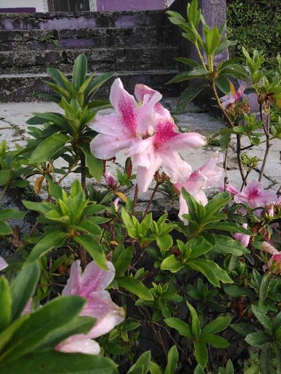 A medium shot photograph captures a cluster of flowering Azalea-type Rhododendron plants, located in Mouangkeo, Laos. The prominent subjects are several light pink blossoms featuring distinct fuchsia speckling on their upper petals. Small water droplets are visible on the petals and the surrounding dense green foliage, suggesting recent precipitation or dew. In the upper left background, a set of weathered concrete steps, exhibiting a faded purple hue and some dark discoloration, is partially visible. The ground immediately adjacent to the steps is composed of grey concrete pavement. No individuals or specific actions are depicted within the frame.