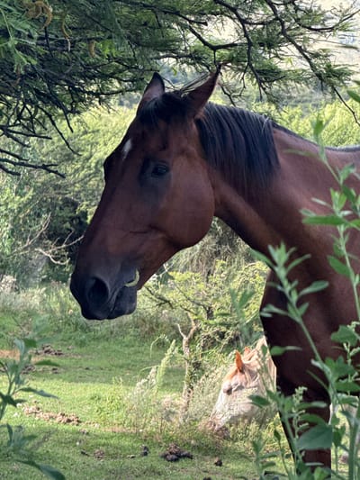 A close-up shot displays a brown horse with a dark mane grazing amidst greenery and sparse trees. Its head is prominently featured, showcasing a white marking on its face near the eye. In the background, a second horse with a lighter coat color can be partially seen. The environment consists of green grass and foliage, with branches and leaves partially obscuring the foreground. The image is taken at an angle, possibly from a low perspective.