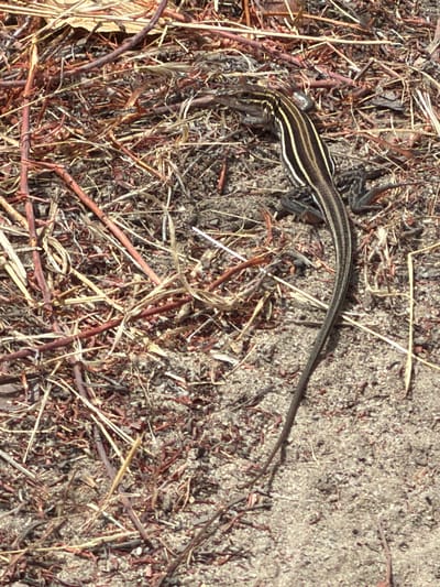 A slender, brown lizard with distinct longitudinal stripes of yellow and black is positioned on a patch of dry, sandy earth interspersed with small twigs and dried grass. The lizard is oriented with its head towards the upper left of the frame and its long, thin tail extends downwards and to the right. Its body is elongated and appears to be in a resting or alert state. The surrounding environment is arid, characterized by loose soil and sparse vegetation, typical of a dry, outdoor habitat. The image was captured in Aliso Viejo, United States of America.
