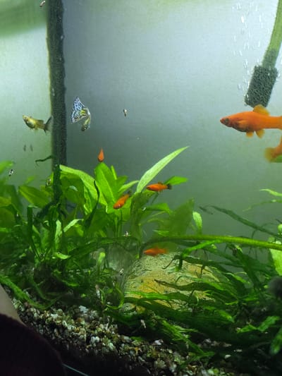 This image depicts an aquarium with several fish, plants, and gravel. The fish include several orange-colored platy or swordtail fish, and at least one guppy with a distinct iridescent, fan-shaped tail. There are also smaller, less visible fish scattered throughout the tank. The aquarium is filled with lush green aquatic plants, some of which appear to be rooted in the substrate. The substrate itself is composed of small pebbles and gravel. In the background, a black vertical structure, likely part of the aquarium's filtration system, is visible. Bubbles are rising from an area near the top right, suggesting aeration. The water appears slightly cloudy. The image does not contain any information that would allow for the determination of its location in Iquique, Chile.