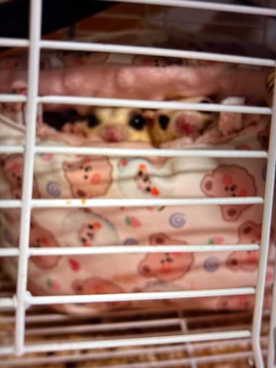 The image shows two sugar gliders peering out from a fabric pouch inside a white wire cage. The pouch is adorned with a pattern of pink teddy bears. The sugar gliders have large dark eyes and small pink noses. The background is blurred and indistinct. This image was taken in Taipei, Taiwan.