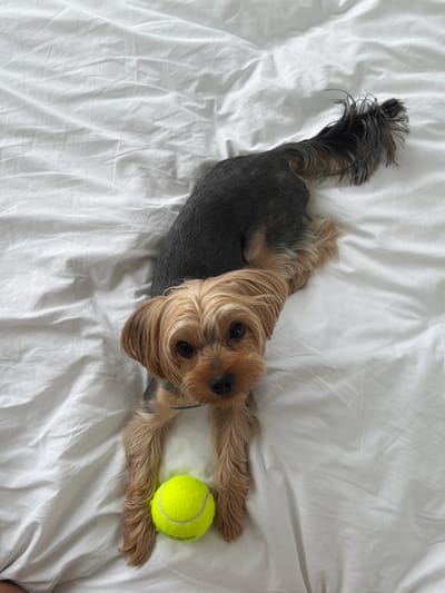 A Yorkshire Terrier rests on a white, wrinkled bedsheet, its body angled away from the camera and its head turned to face forward. A neon yellow tennis ball rests between its front paws. The dog's fur is a mix of dark grey and tan. The background is a plain white bedsheet with visible creases and folds. The scene is indoors, and there is no indication of a specific location in Thep Krasatti, Thailand.