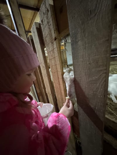 The image depicts a young child feeding a goat within an indoor animal enclosure in Crokhovo, Russia. The child, positioned in the left foreground, wears a pink ribbed knit hat and a bright pink patterned long-sleeved jacket. The child's left hand holds a white plastic bucket, while their right hand offers a small, light-colored food item to the goat. A white-furred goat is partially visible to the right, extending its snout through a gap in a rough-hewn wooden barrier to accept the food. The environment consists of a structure made from vertical wooden planks and beams, with hay present on the ground in the background. The lighting is dim and localized.