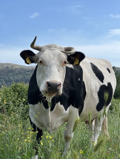 A black and white cow stands in a field in Polje, Montenegro. The cow is facing the camera with its head tilted slightly to the left. It has two horns and yellow ear tags. The field contains tall grass and small yellow wildflowers. In the background, there is a mountain range under a blue sky.