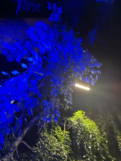 The image depicts a nighttime scene in Turgoyak, Russia, focusing on foliage illuminated by a bright, horizontal light source. The primary subject is a dense cluster of leaves, predominantly bathed in an intense, artificial blue light, which creates a stark contrast with the natural green of other nearby plants that are lit by a warm, yellowish lamp. The lamp itself, a rectangular fluorescent fixture, is positioned to the right of the center, emitting a strong glow that casts a yellow hue on the surrounding vegetation. Branches of trees are visible, some dark and silhouetted against the night sky, others illuminated by the blue light. The overall impression is one of an outdoor setting, likely a park or garden, where artificial lighting has been used to create a dramatic visual effect on the natural landscape. No people or animals are visible in the frame.