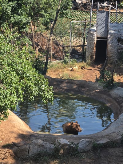 A brown bear is partially submerged in a pool of water within an enclosure. The enclosure is surrounded by a dirt path and rocky terrain. Green foliage from trees overhangs the pool and the enclosure. In the background, a metal fence encloses the area, and a stone structure with an open doorway is visible. The scene is outdoors on a sunny day.