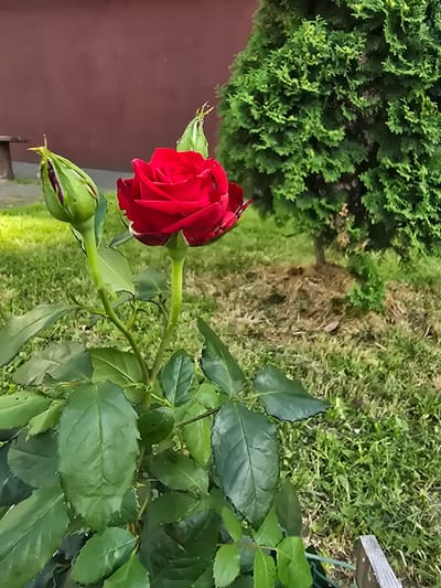 A close-up, eye-level shot captures a vibrant red rose in bloom, its petals unfurling with visible dew droplets. The rose is the primary subject, positioned slightly off-center to the left. To the left of the rose, two green rosebuds are visible, one partially open and the other fully closed. The rose plant features lush green leaves and thorny stems. In the background, a manicured green shrub or small tree dominates the right side of the frame, casting a shadow on the dry, mulch-covered ground beneath it. A reddish-brown wall forms the backdrop on the left, with a hint of a wooden bench visible. The ground is covered in green grass, with some patches of dry grass and soil. The scene appears to be an outdoor garden setting, possibly in Sofiivska Borshchahivka, Ukraine. There are no people or animals explicitly visible in the image, though a small insect can be seen on one of the rose petals. The overall lighting suggests it is daytime, possibly late afternoon due to the quality of light and shadows.