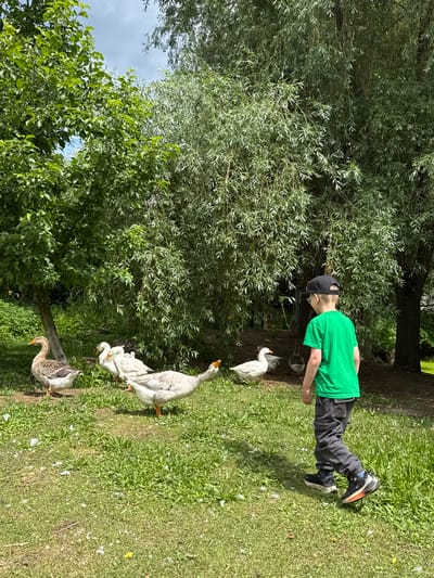 A boy wearing a green t-shirt, black baseball cap, and dark pants walks on a grassy area near several geese and trees in Yunost', Russia. The boy is walking away from the camera, toward the geese and trees. There are five geese visible in the image. One goose, in the foreground to the left, is brown and white and facing left. Behind it, three white geese are clustered together. Another white goose is to the right, facing the boy. The environment is lush and green with trees providing shade. The sky is cloudy.