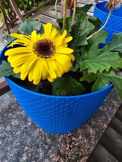 A close-up, eye-level shot captures a vibrant yellow gerbera daisy in a blue textured pot. The flower's numerous petals radiate outwards from a dark, seed-filled center. Lush, green leaves with serrated edges surround the bloom, some appearing slightly damp. The pot, a bright blue with a diamond-patterned texture, sits on a speckled grey surface, possibly a granite countertop. In the background, out of focus, are hints of a brown railing and steps leading upwards, suggesting an outdoor setting, potentially on a balcony or patio in Sofiivska Borshchahivka, Ukraine. A second blue pot is partially visible to the right.
