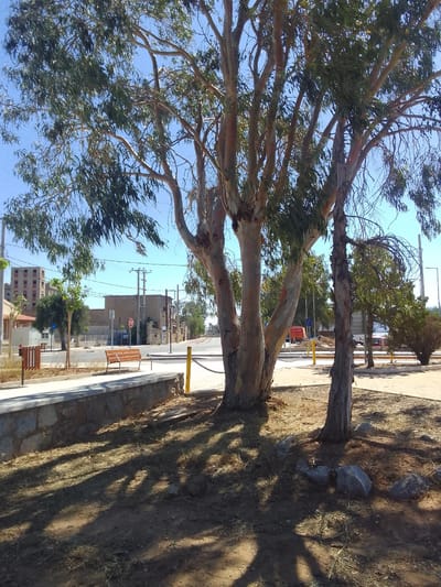 The image depicts a street scene in the Municipal Unit of Elefsina, Greece, under a clear blue sky. In the foreground, large eucalyptus trees with peeling bark cast dappled shadows on the dry, dusty ground. A low stone wall with a concrete cap separates a paved walkway from the ground. A wooden bench sits on the walkway, facing away from the camera. Beyond the walkway, a street is visible, with buildings and power lines lining its sides. One building appears to be under construction or in disrepair. A stop sign is visible on a pole. In the background, several vehicles, including a red truck and what appears to be a utility vehicle, are present on the street. The overall impression is of a somewhat desolate urban environment, perhaps during a hot, dry season.