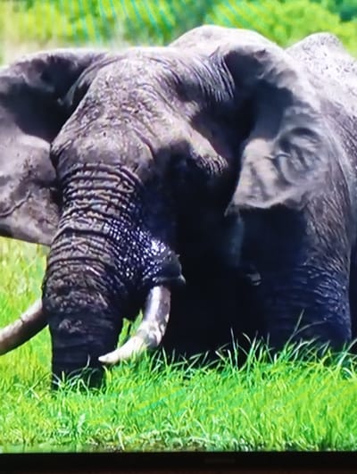 The media file is a close-up, slightly blurry, vertical photograph of an elephant's head and trunk in a natural, outdoor setting. The elephant is dark gray and appears to be wet or glistening in some areas, particularly around its trunk. Its skin is wrinkled and textured, with visible folds and creases. The elephant's trunk is extended and appears to be touching or interacting with something, though it's unclear what. A portion of the elephant's tusk is visible, curving upwards and to the right.
The background consists of bright green grass, which is also slightly out of focus, creating a bokeh effect. The grass is dense and appears to be freshly grown or lush. The lighting suggests it is daytime, possibly sunny, given the brightness of the grass. There are no humans visible in the image. The overall mood is one of natural observation, focusing on the details of the elephant's anatomy and its environment. There is no visible text in the image. The context provided states the location is Chachersk, Belarus.