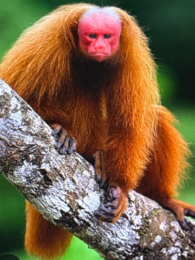 This media file features a close-up shot of a Uakari monkey perched on a tree branch. The monkey, with its distinctive bright pink face and predominantly orange-brown fur, is positioned diagonally across the frame, clinging to the textured bark of the tree. Its eyes are dark and alert, and its head is turned slightly towards the viewer. The monkey's fur appears thick and somewhat shaggy. The background consists of a blur of green, suggesting a lush, leafy environment, likely a rainforest or jungle. The lighting appears natural, casting subtle shadows and highlighting the textures of both the monkey's fur and the tree bark. No text is visible in the image. The scene evokes a sense of the natural habitat of this primate, with the monkey appearing to be at rest or observing its surroundings. Given the location context of Babahjurong, Indonesia, it is probable that this primate is found in the Indonesian rainforests.